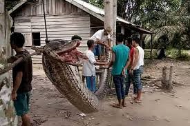 Eat Up! Giant python eaten after villagers killed it