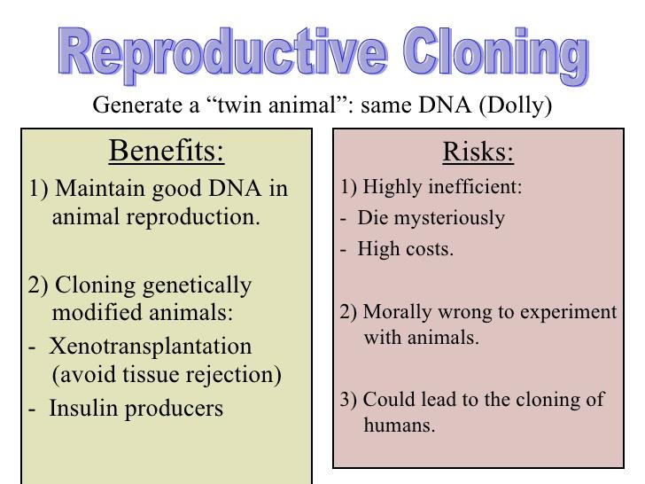 animal-cloning-is-it-ethical-the-wildcat-voice