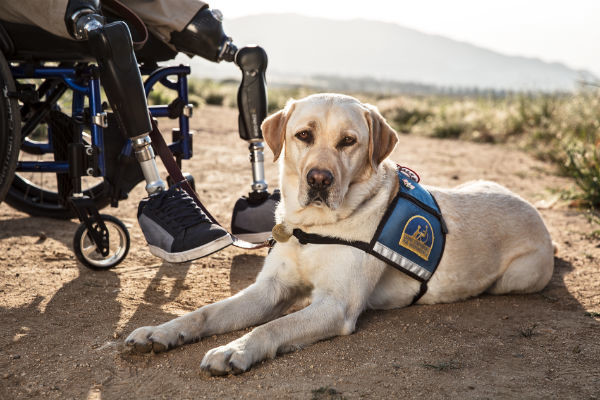 What you may not know about service dogs