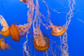 Common questions about jellyfish