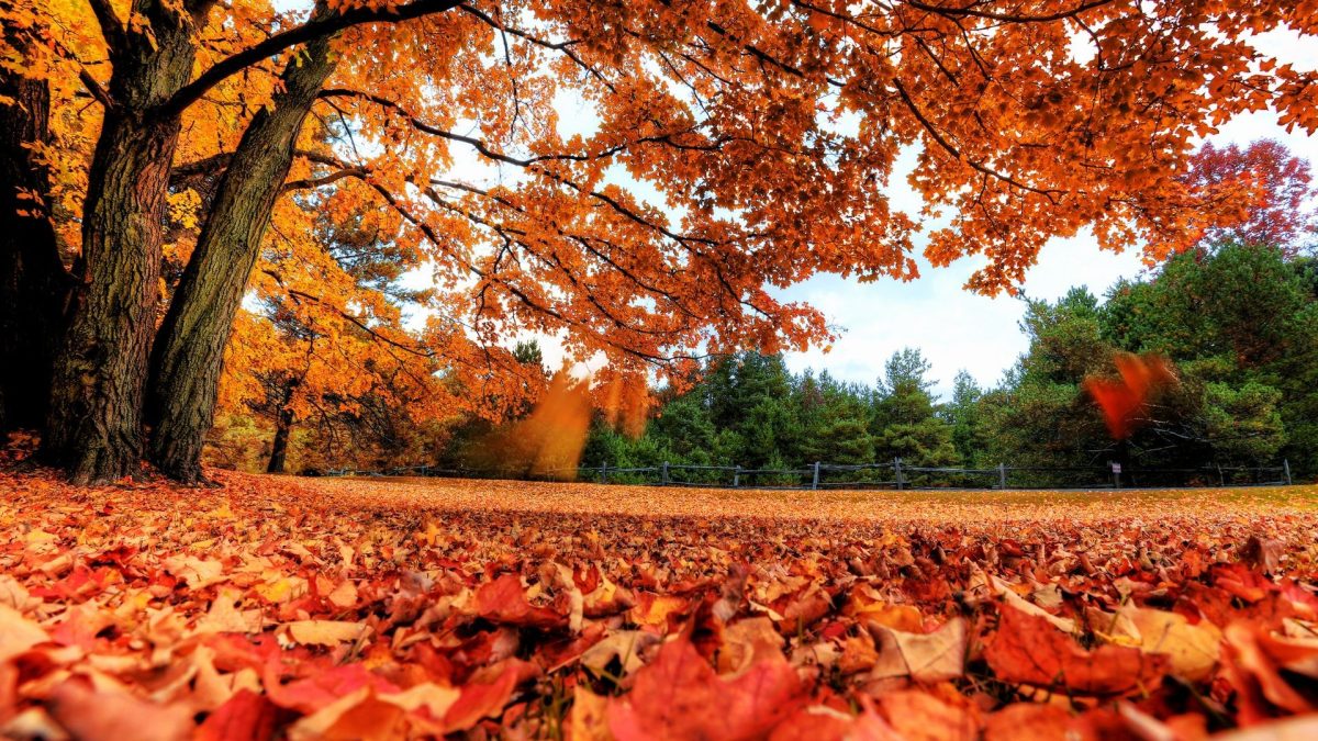 Why is fall such a loved time of the year?