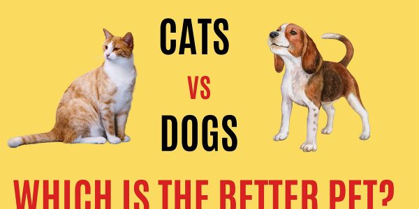 Dogs vs. Cats: Which makes the better pet?